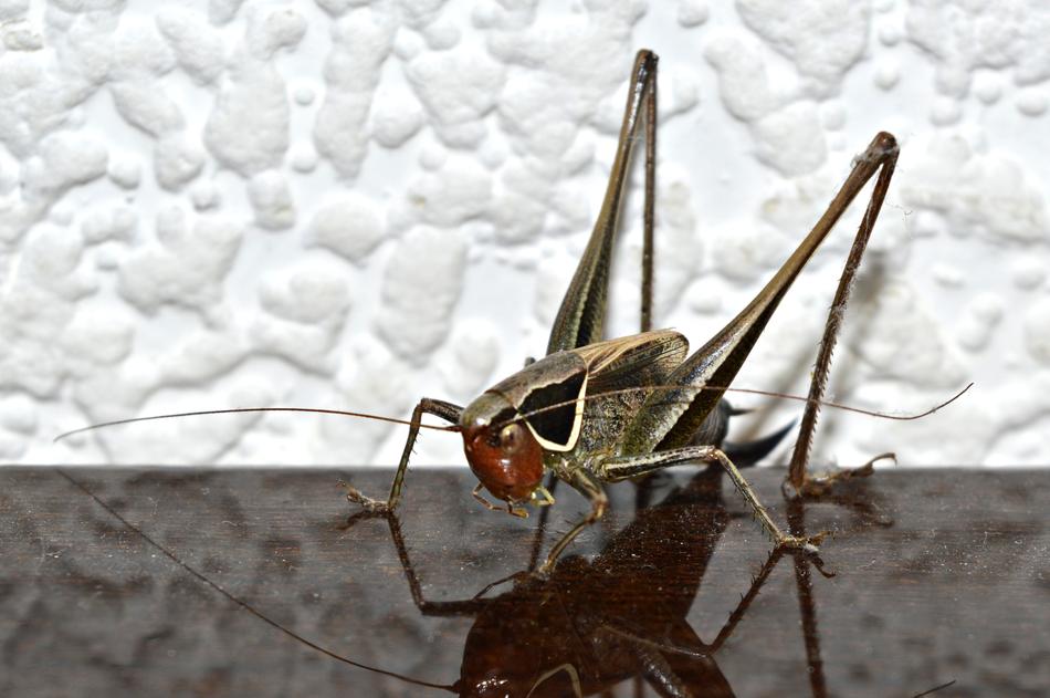 Nature Bug Animal
