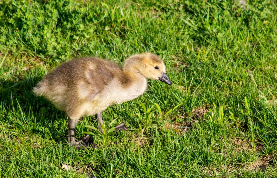 Grass Nature Animal