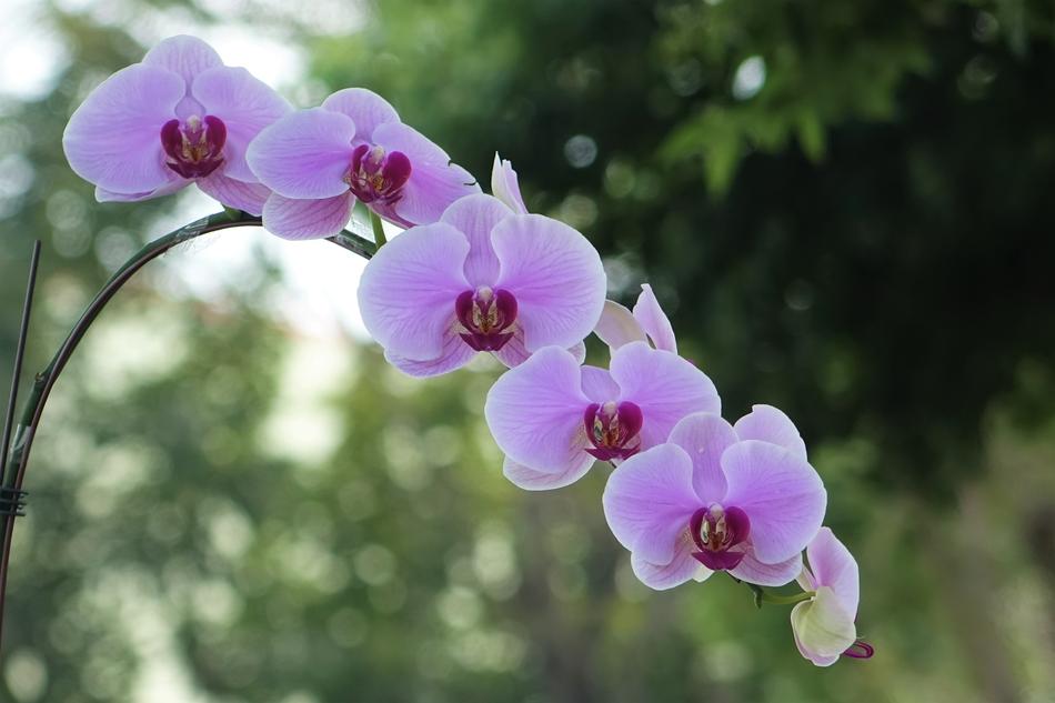 Flower Nature Plant