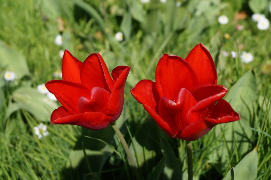 Flowers Meadow Tulip