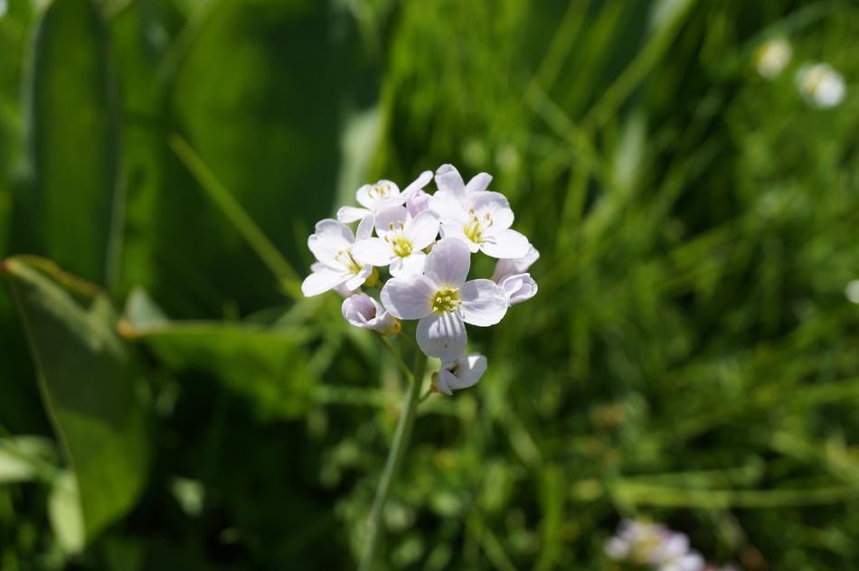 white flower bud spring