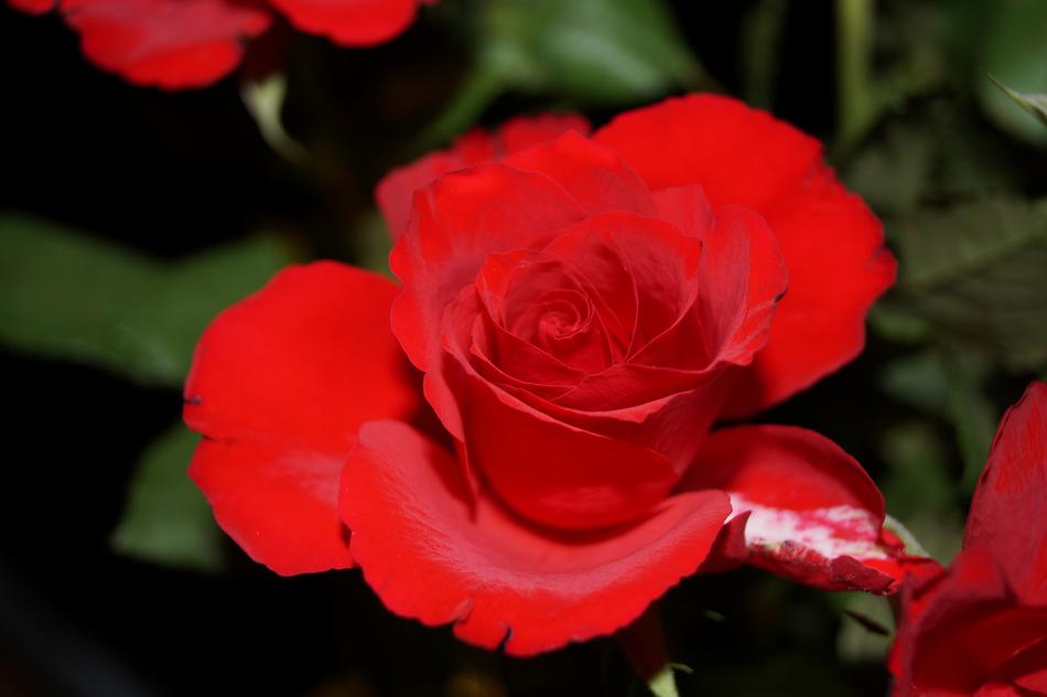Flower Rose Close Up
