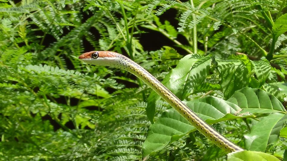 a small snake on a background of leaves