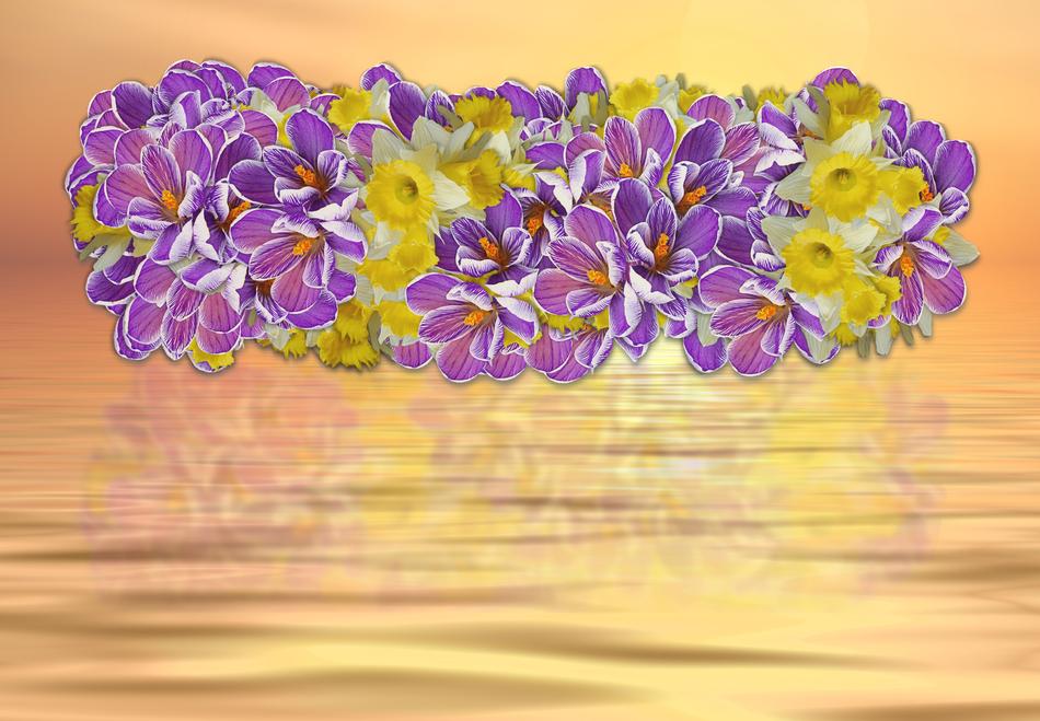 Crocus Narcissus Flower