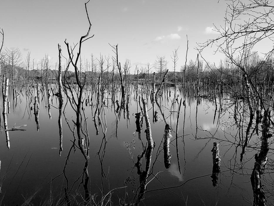 Moor Landscape Weird