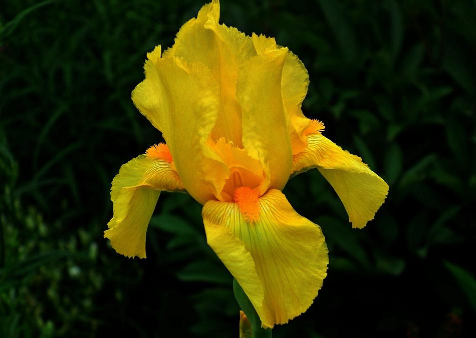 Flower Iris Yellow