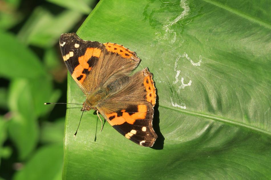 Nature Insect