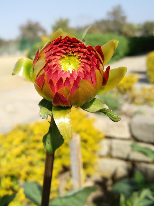 Flower Nature Flora