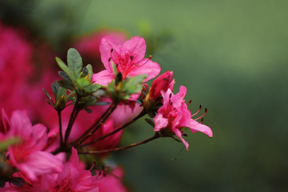 pink flowers on stems