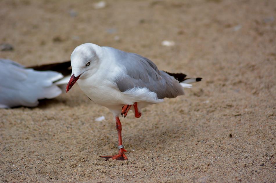 Bird Park Marlow