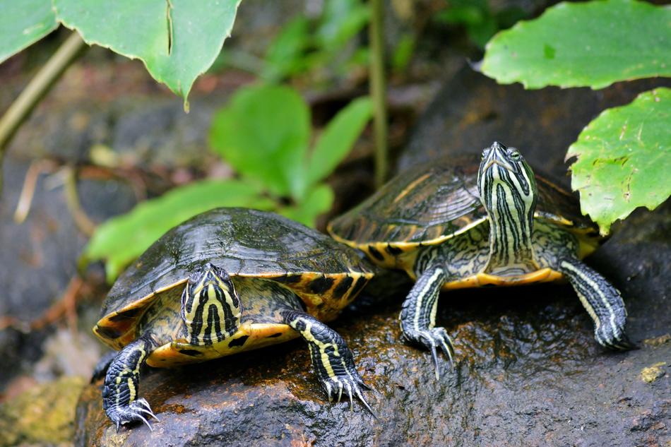 two turtles under the leaves