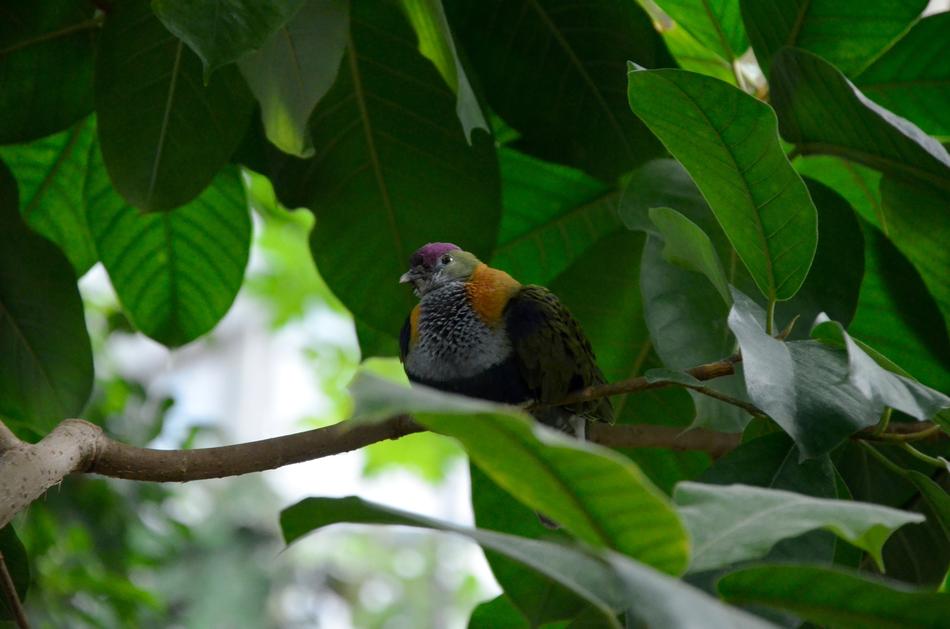 Nature Tree Bird