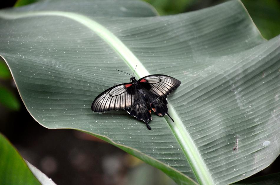 Nature Insect Garden