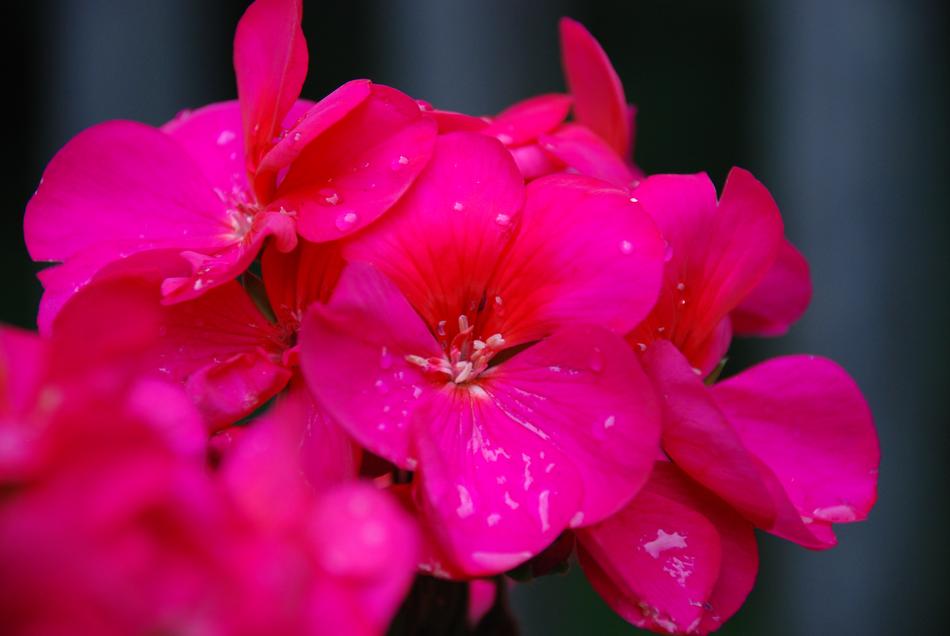 Flower Nature Flora