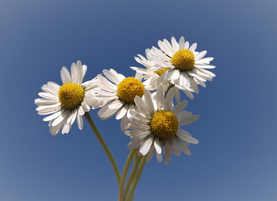 Nature Flower Flora