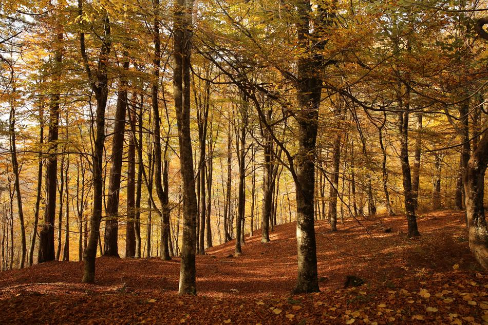 Autumn Leaves Trees
