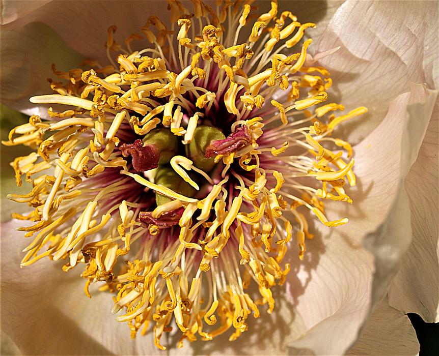 closed flower bouquet