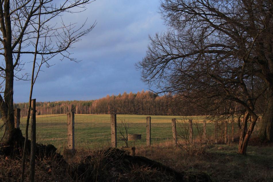 fence lots of trees meadow