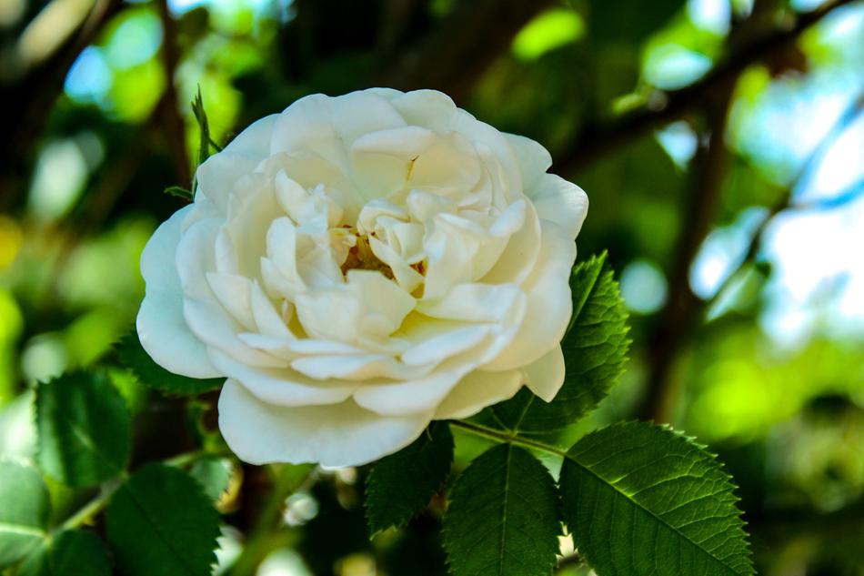Rose Flower The Background Yellow