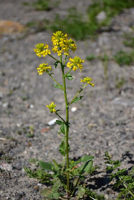 Flower Plants Yellow