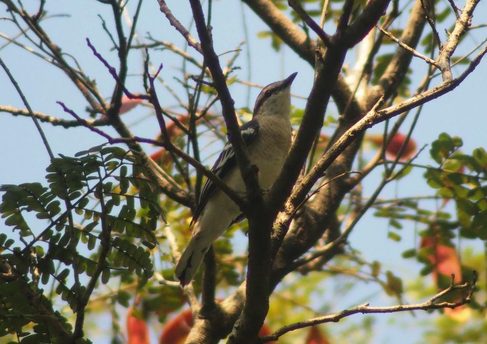 Tree Nature Outdoors