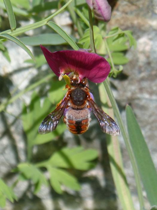 Red Bee Rhodanthidium Sticticum