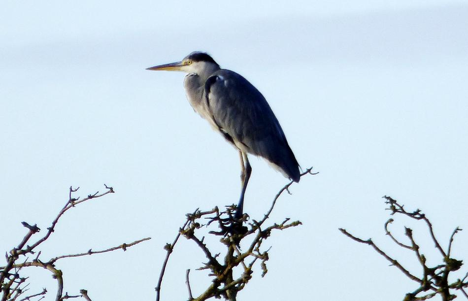Sky Blue Heron