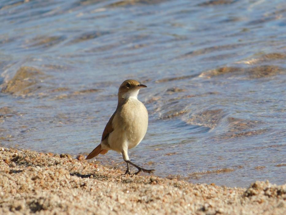 Birds Wild Life Nature