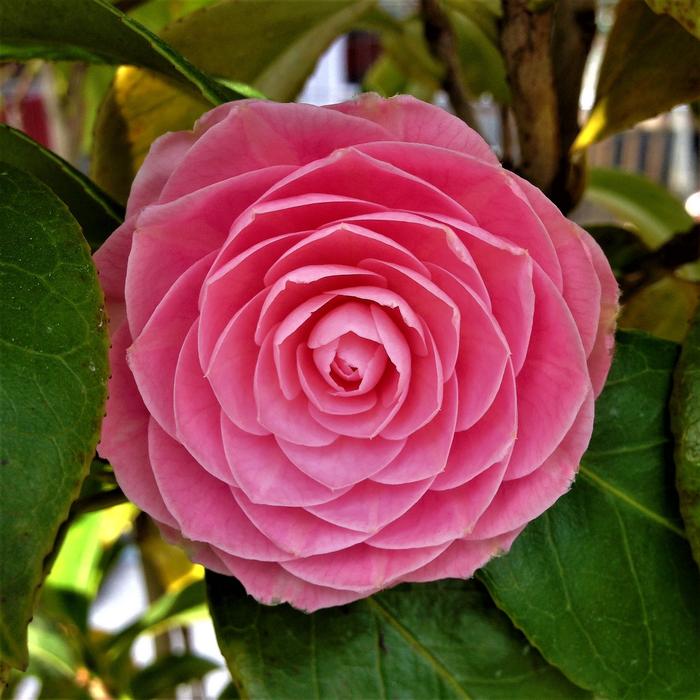 Roses Nature Sheet