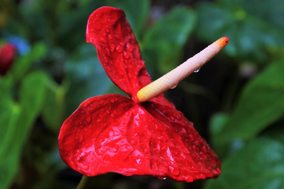 Rain Exotic Nature