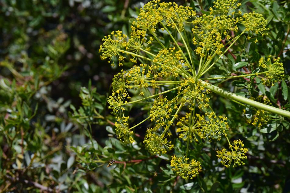 Fennel Wild