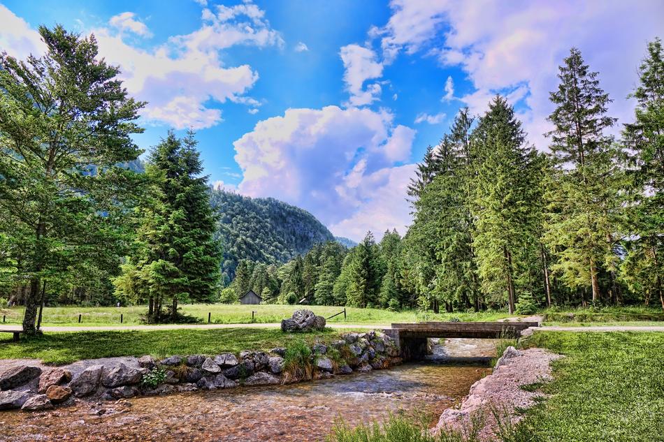 Tree Nature Landscape