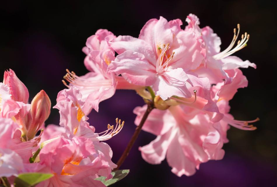 Azalea Azaleas Rhododendron