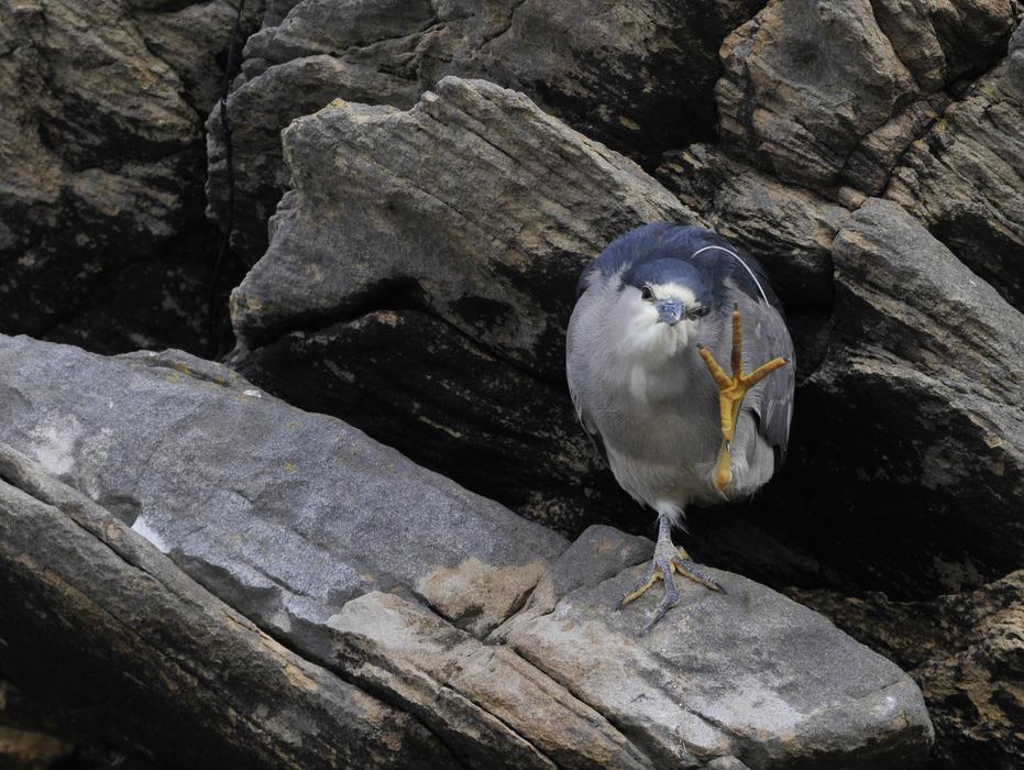logs bird stones