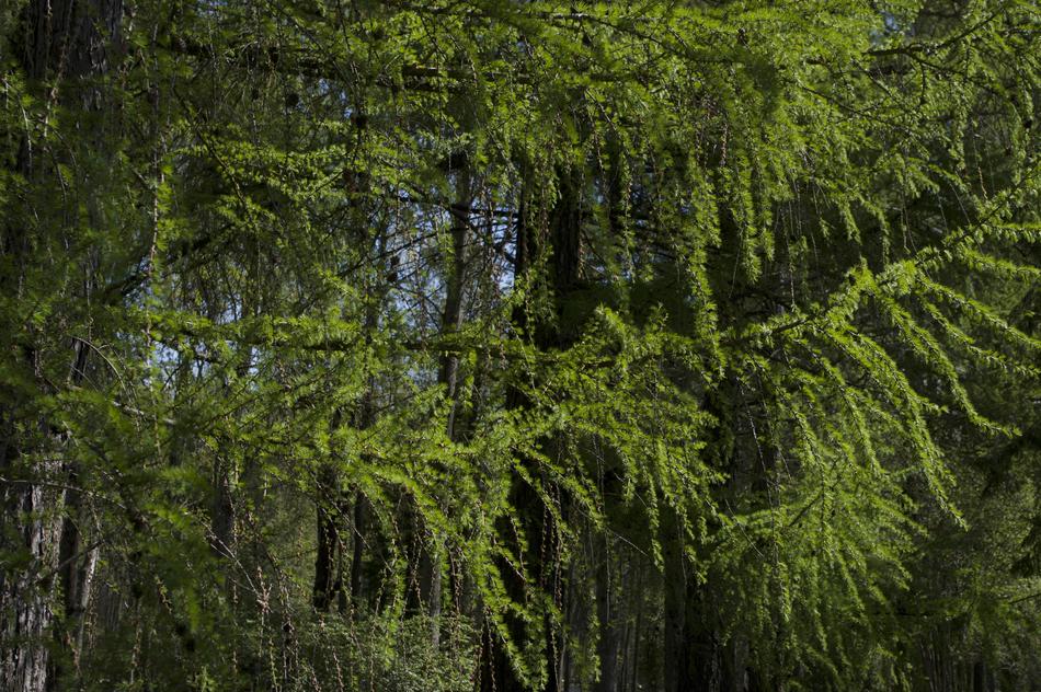 Tree Wood Nature