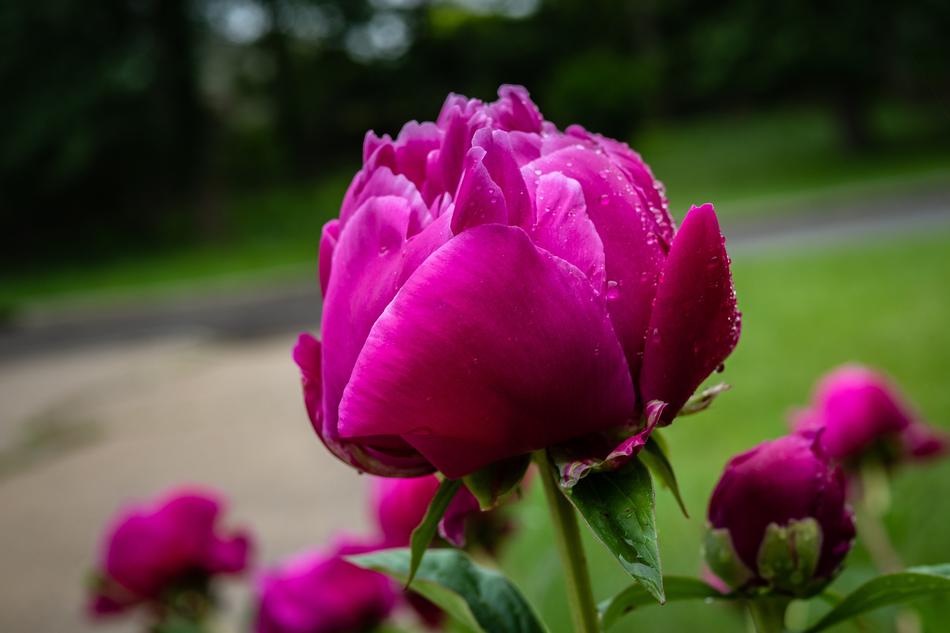 Peony Garden Rose Flower