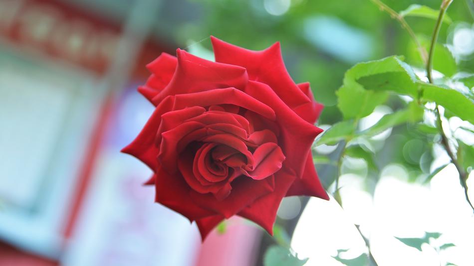 Rose Flowers Spring