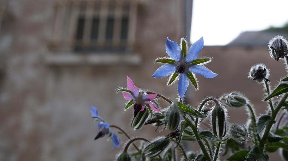Flower Plant Nature