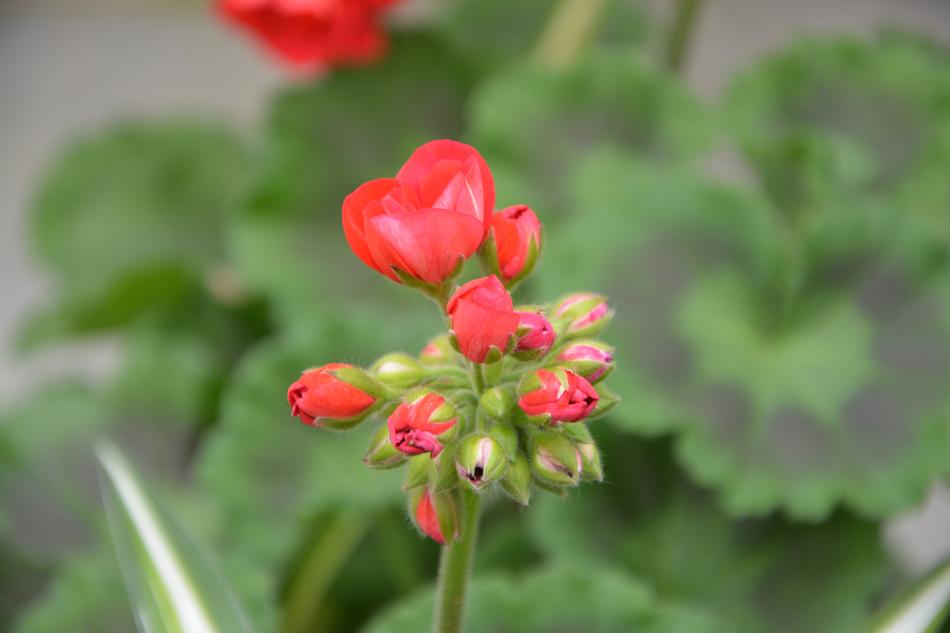 Flower Red Geranium Bud