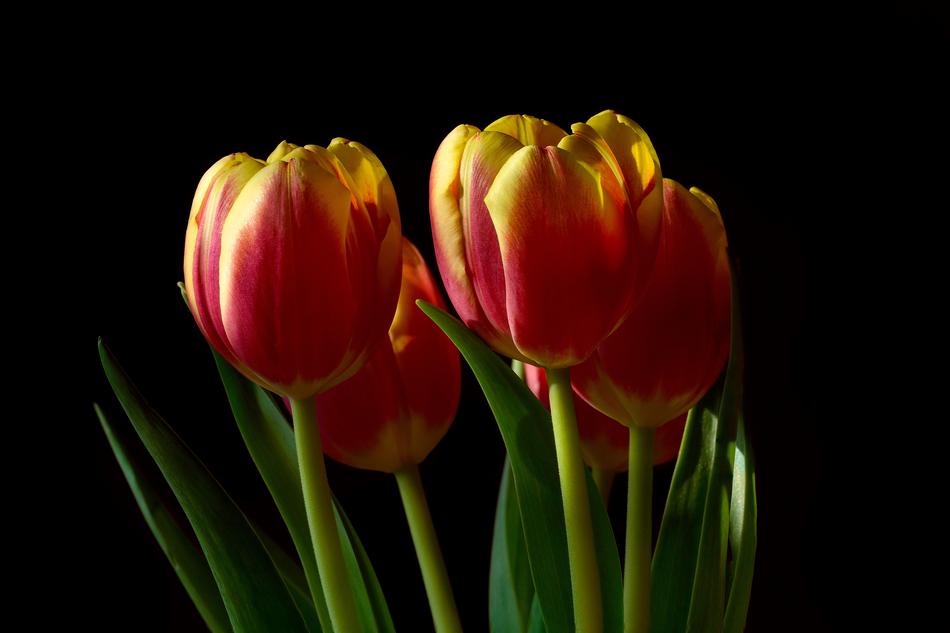 Tulip Nature Flower