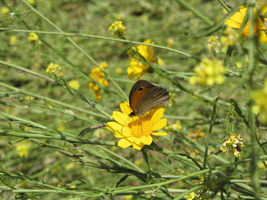 Nature Insect Butterfly