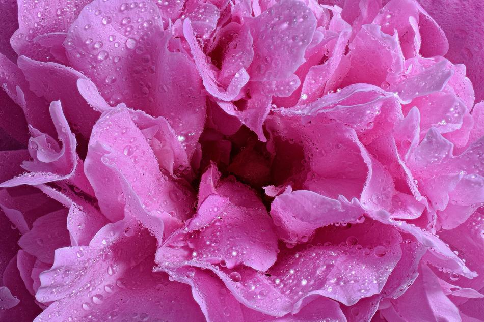 Rose Bloom Blossom