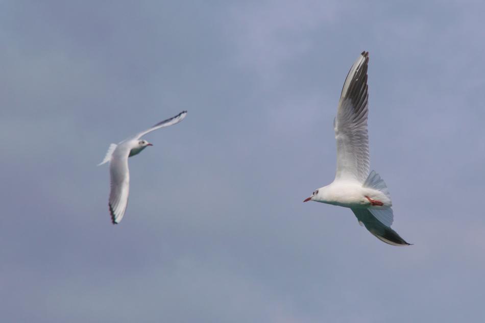 Birds Seagull Flight