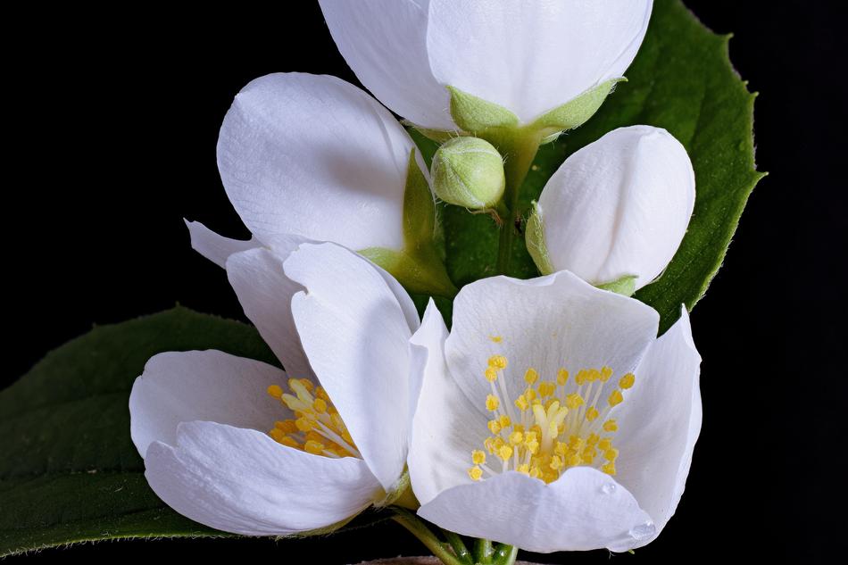macro blooming wild