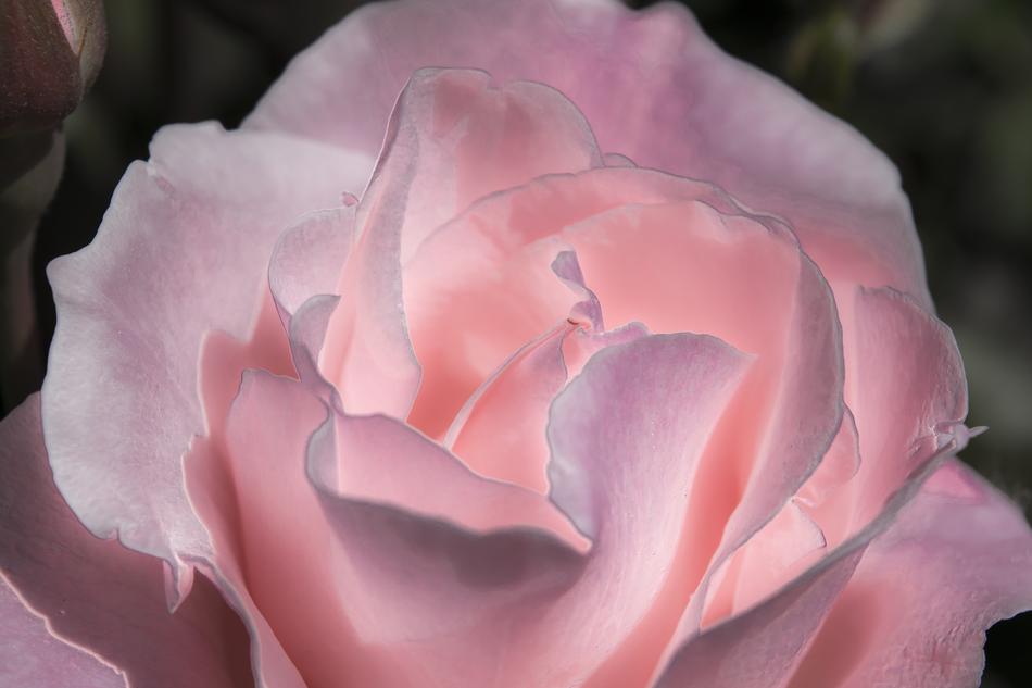 petals of pink flowers bud