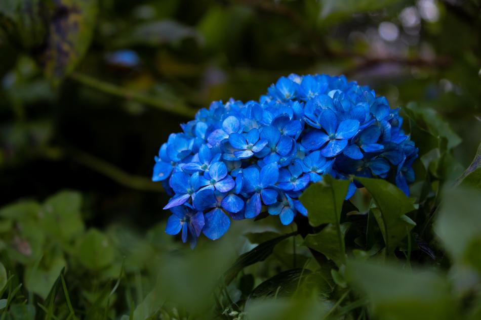 Nature Plant Flower