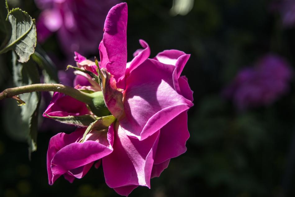 Flowers Nature