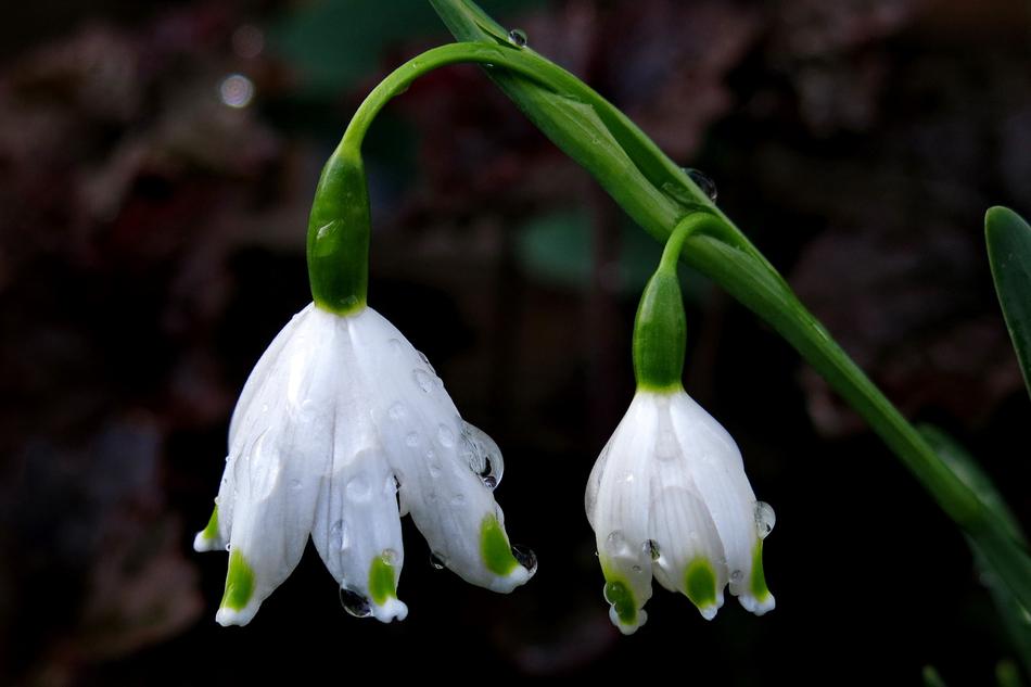 Snowflake Spring Flower White