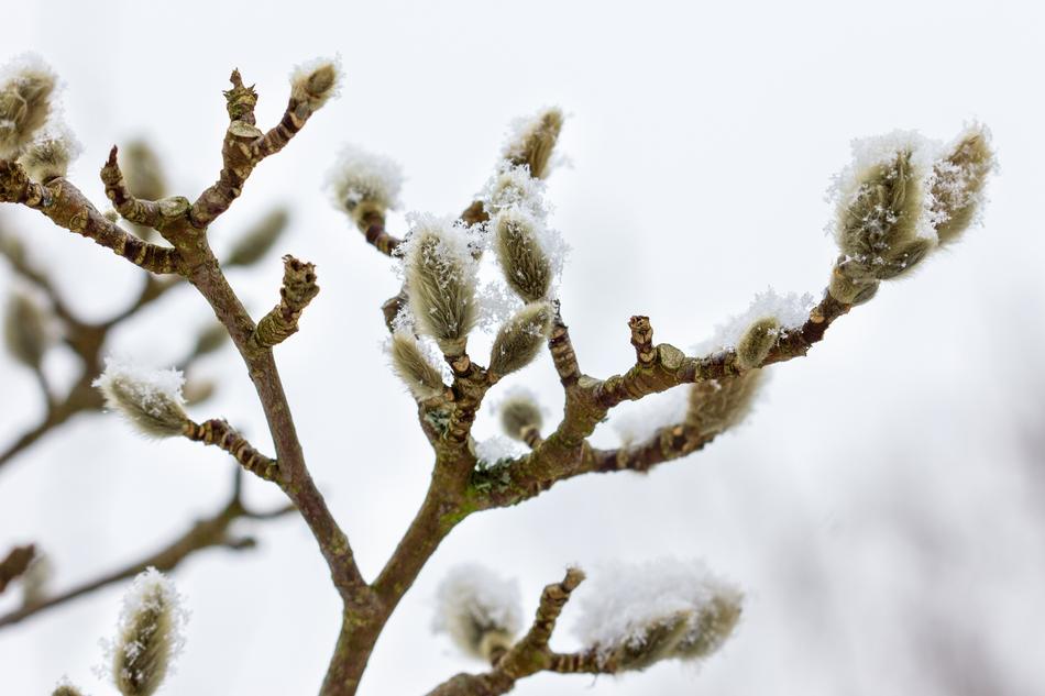 Snow Ball Frost Ice