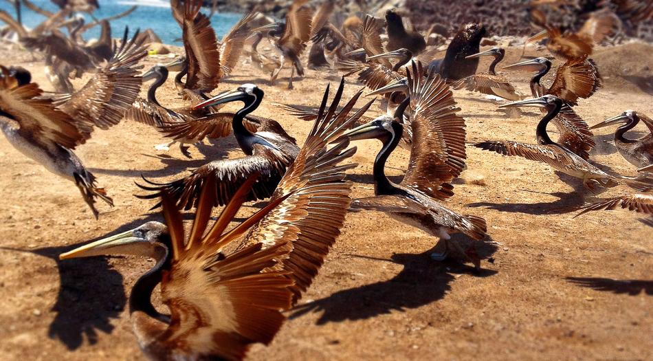 Nature Bird Pelicans